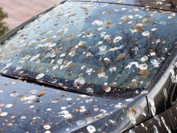 El truco infalible para limpiar los excrementos del auto. Foto: Freepik El truco infalible para limpiar los excrementos del auto. Foto: Freepik