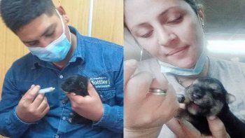 Trabajadores municipales de Plottier salvaron 9 cachorros huérfanos.