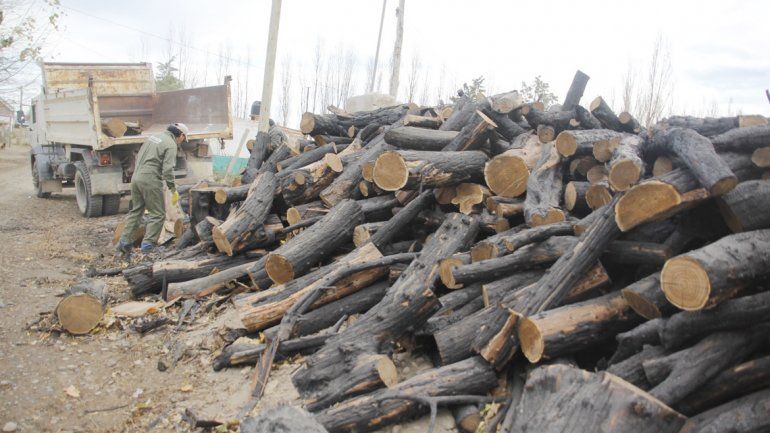 Provincia distribuirá 60 mil metros cúbicos de leña en el interior.