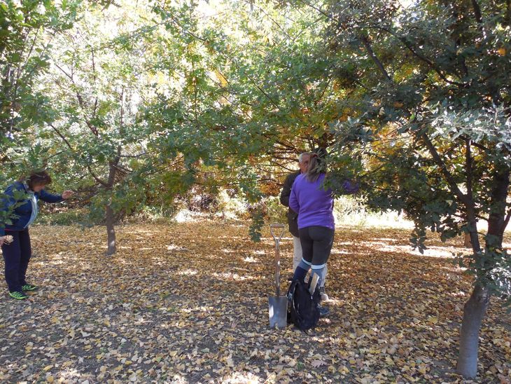 Los árboles son el corazón del cultivo: las trufas crecen asociadas a sus raíces en huertos forestales especialmente diseñados. Los árboles son el corazón del cultivo: las trufas crecen asociadas a sus raíces en huertos forestales especialmente diseñados.