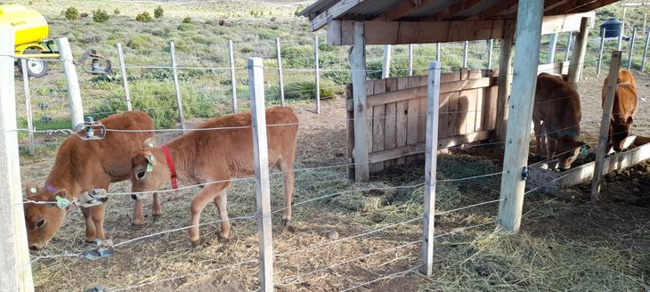 "Año tras año nos esforzamos por mejorar la genética" de la raza Jersey. "Año tras año nos esforzamos por mejorar la genética" de la raza Jersey.