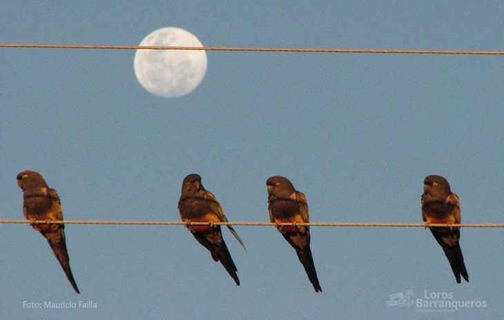 Grandes grupos de loros en dormideros urbanos: adaptación forzada ante la desaparición de arbustos espinosos nativos. Foto: INTA