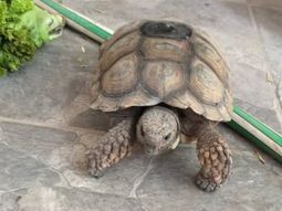 polemica en cipolletti por una tortuga perdida: por que nadie quiere que se la devuelvan al dueno polemica en cipolletti por una tortuga perdida: por que nadie quiere que se la devuelvan al dueno
