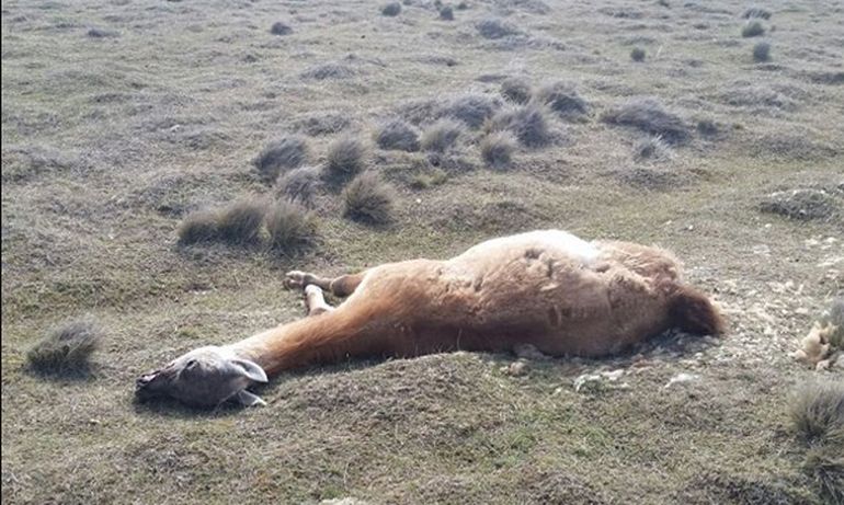 Los investigadores instalan cámaras trampa en los restos de guanacos para monitorear las especies de ave que se acercan a llevarse la lana. Los investigadores instalan cámaras trampa en los restos de guanacos para monitorear las especies de ave que se acercan a llevarse la lana. 