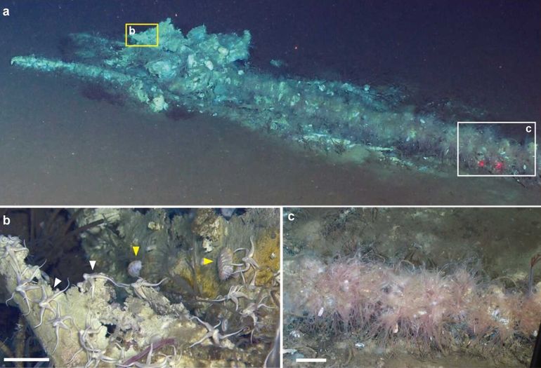 Científicos descubrieron el mayor cementerio de ballenas del mundo. Científicos descubrieron el mayor cementerio de ballenas del mundo.