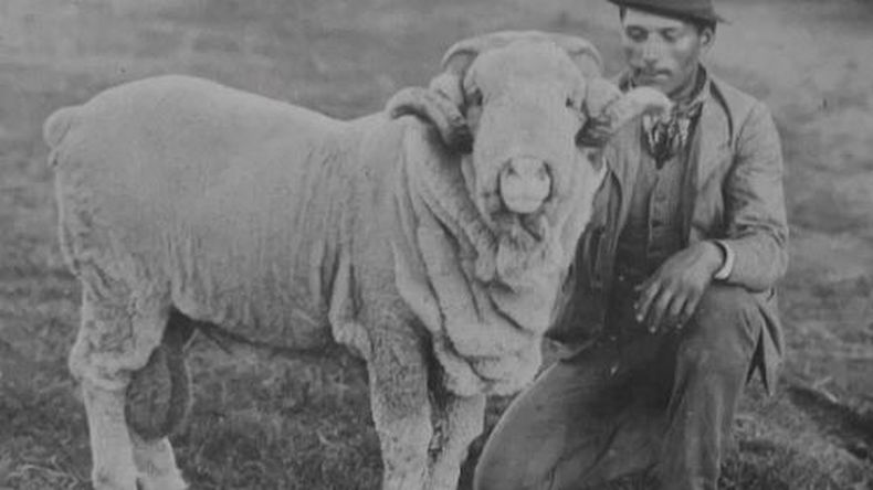 La llegada de los primeros merinos, los experimentos de selección y la creación de Los Galpones abrieron el camino al gran boom lanar del siglo XIX. | LM Neuquen La llegada de los primeros merinos, los experimentos de selección y la creación de Los Galpones abrieron el camino al gran boom lanar del siglo XIX.