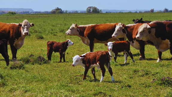 Los gases de las vacas, ¿objeto de tributo? Foto: INTA
