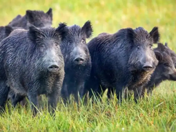 El jabalí es nativo de Asia y del norte de África y fue introducido a principios del siglo pasado en La Pampa. El jabalí es nativo de Asia y del norte de África y fue introducido a principios del siglo pasado en La Pampa.