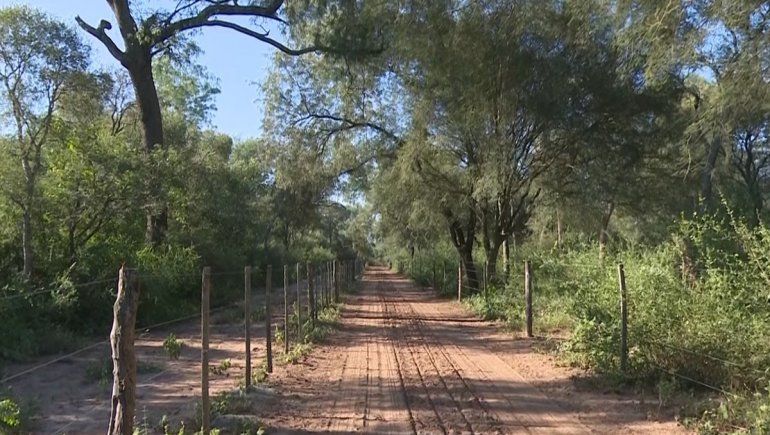 La enorme pérdida de bosques nativos en el país