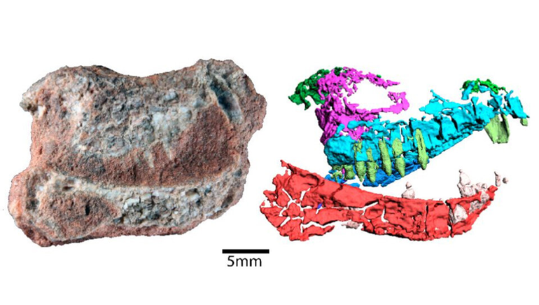 Paleontología: el Conicet, protagonista de un hallazgo histórico
