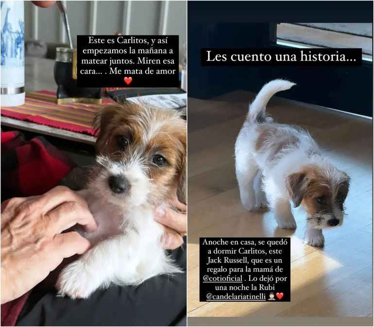 La mascota de Cande Tinelli viviendo con Marcelo Tinelli La mascota de Cande Tinelli viviendo con Marcelo Tinelli