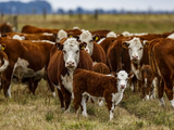 El mercado internacional ofrece precios sostenidos y oportunidades inéditas para la carne vacuna, pero el país no logra aumentar su producción exportable.