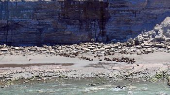 En la costa rionegrina murieron 935 lobos marinos por gripe aviar. Foto: archivo. En la costa rionegrina murieron 935 lobos marinos por gripe aviar. Foto: archivo.