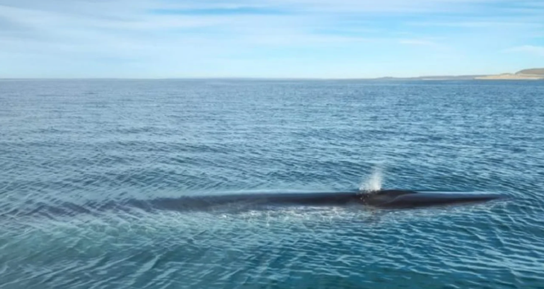 En las costas de Chubut se puede ver a la ballena sei de cerca, como en ningún otro lugar del mundo. En las costas de Chubut se puede ver a la ballena sei de cerca, como en ningún otro lugar del mundo.