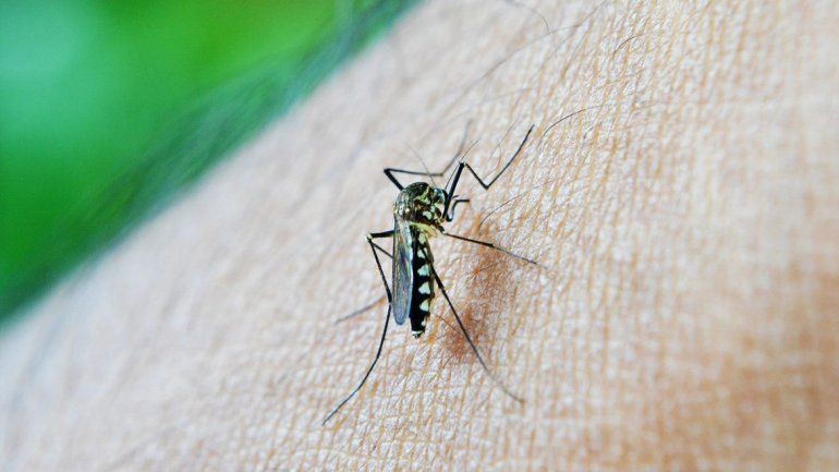 El mosquito vector del zika.