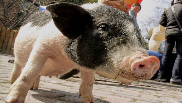 La edición genética permitió adaptar un pulmón de cerdo para reducir el rechazo inmune en humanos (AP Foto/Eugene Hoshiko, Archivo) La edición genética permitió adaptar un pulmón de cerdo para reducir el rechazo inmune en humanos (AP Foto/Eugene Hoshiko, Archivo)