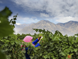El máiténg, o entierro de las cepas, no es una curiosidad, sino el costoso abrigo térmico que permite a las vides europeas, como Cabernet y Merlot, vencer el invierno de -25 °C en el desierto chino de Ningxia. Foto: IWSC El máiténg, o entierro de las cepas, no es una curiosidad, sino el costoso abrigo térmico que permite a las vides europeas, como Cabernet y Merlot, vencer el invierno de -25 °C en el desierto chino de Ningxia. Foto: IWSC