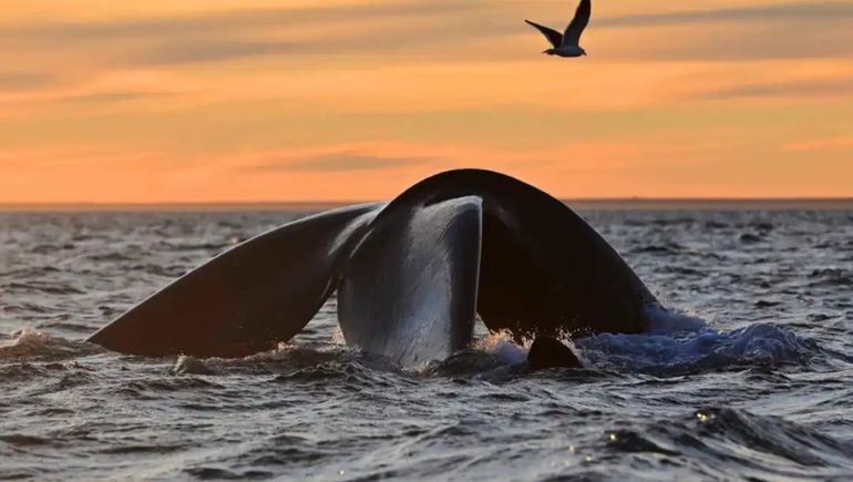 Premio para un video de ballenas del fotógrafo de Chubut Maxi Jonas.