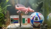 tras los pasos del pulpo paul: quien es paco, el exotico animal que podria ser el chaman de la copa del mundo tras los pasos del pulpo paul: quien es paco, el exotico animal que podria ser el chaman de la copa del mundo