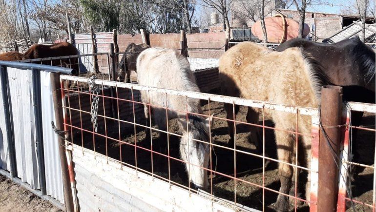 Desmantelan un matadero clandestino: tenían seis caballos y dos cerdos para faenar