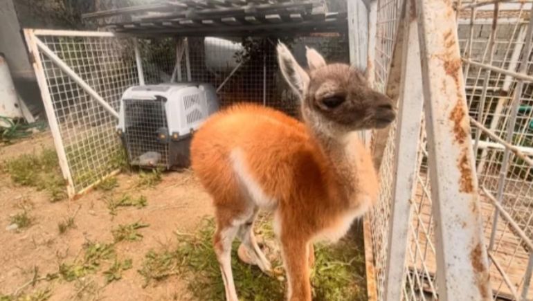 La famiia de Río Gallegos tenía a la cría de guanaco en muy malas condiciones. La famiia de Río Gallegos tenía a la cría de guanaco en muy malas condiciones.