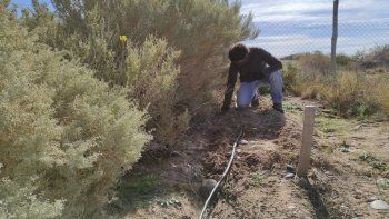 cultivo de ajo en la unco