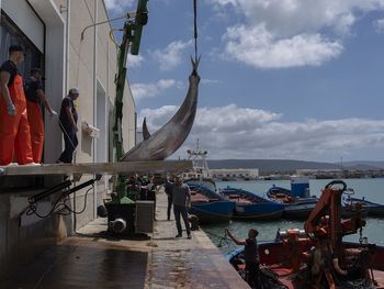 el sector del atun teme perder su liderazgo mundial y mercados clave por los aranceles
