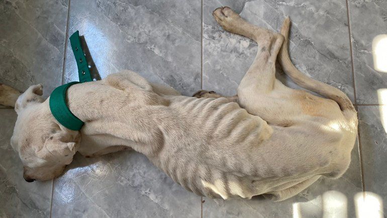 Caso Marcus: Lo recibí en la protectora y se me cayeron las lágrimas