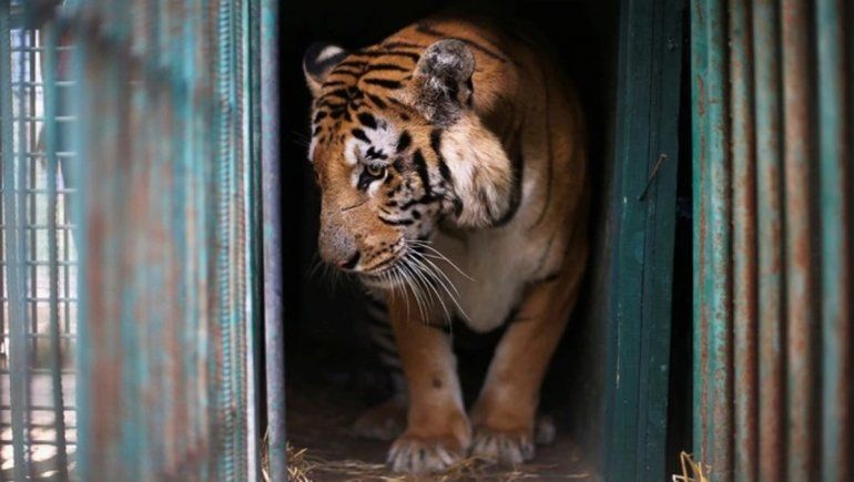 Una tigresa de zoo neoyorquino dio positivo en coronavirus