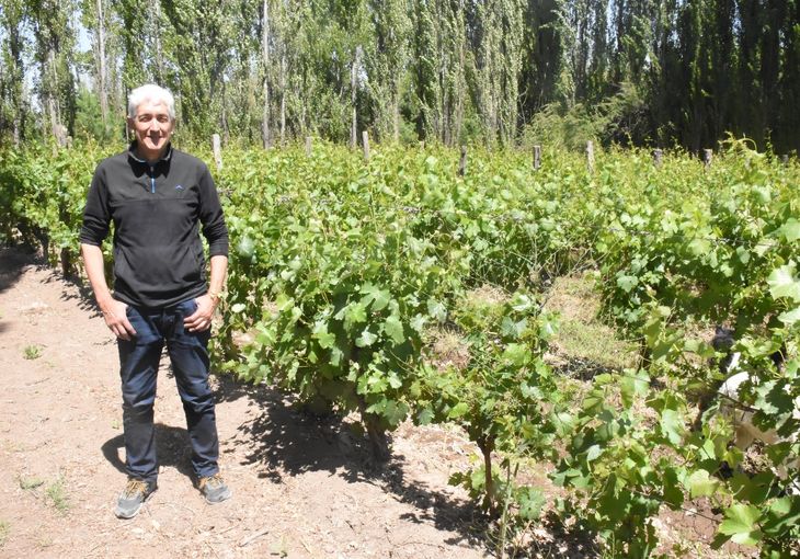 Cuatro hectáreas de viñedo resisten en medio de la urbanización de General Roca. Un mudo testigo de los pioneros y del pasado vitivinícola de Río Negro. Foto: Fabricio González.