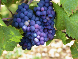 El Pinot Noir se perfila como una herramienta estratégica para captar segmentos de alto valor. El Pinot Noir se perfila como una herramienta estratégica para captar segmentos de alto valor.