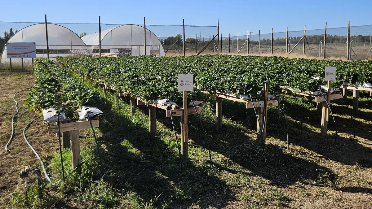 Actualmente, se está probando la adaptabilidad de cultivos como la frutilla mediante técnicas de semi-hidroponia.