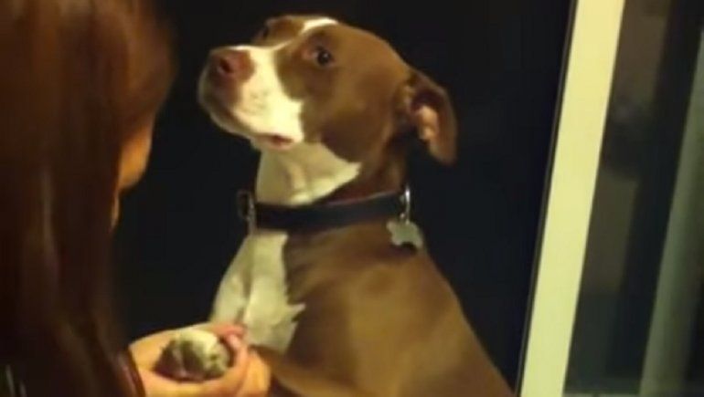 Mirá a los perritos más dramáticos de TikTok