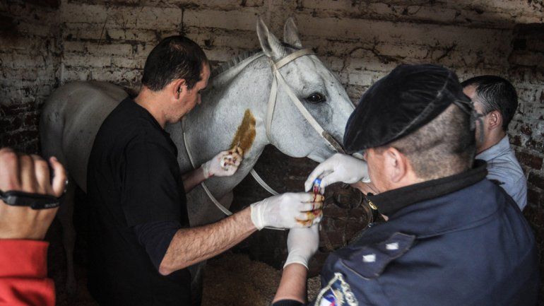Antidoping en el hipódromo: en los próximos días se darán a conocer los resultados