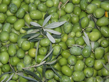 Aceitunas en Arahal (Sevilla). Foto: Efeagro.