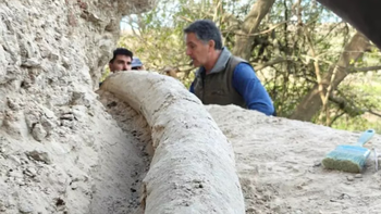 Encontrarpn un gigantesco colmillo en Provincia de Buenos Aires. Encontrarpn un gigantesco colmillo en Provincia de Buenos Aires.