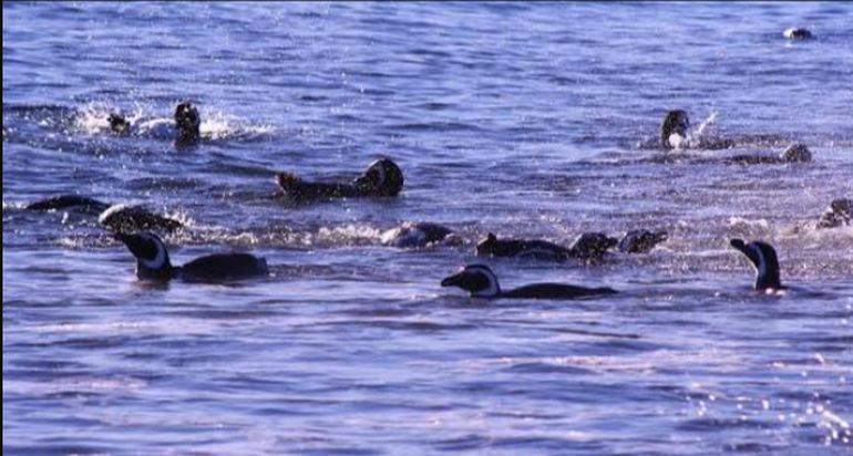 Cada año, tras la temporada reproductiva, cientos de miles de pingüinos abandonan sus colonias para desplazarse siguiendo las corrientes marinas ricas en peces, calamares y krill. Cada año, tras la temporada reproductiva, cientos de miles de pingüinos abandonan sus colonias para desplazarse siguiendo las corrientes marinas ricas en peces, calamares y krill.