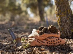 descubre las trufas de patagonia: el fruto gourmet que ansia europa descubre las trufas de patagonia: el fruto gourmet que ansia europa