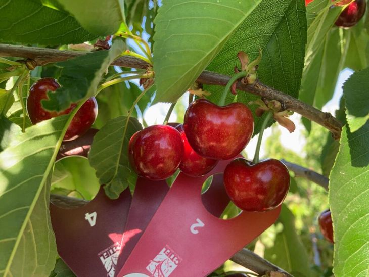 Mucha cereza queda todavía en la planta en toda la zona de producción de Valle Medio. Mucha cereza queda todavía en la planta en toda la zona de producción de Valle Medio.