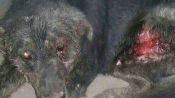 Los vecinos de Zapala recibieron conmocionados la muerte de Patán. Los vecinos de Zapala recibieron conmocionados la muerte de Patán.