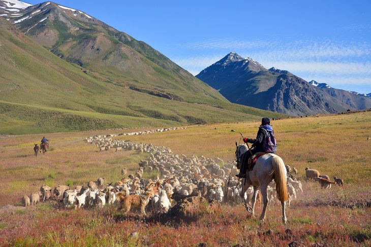 La primavera es la época de pariciones en el norte neuquino. La primavera es la época de pariciones en el norte neuquino. 