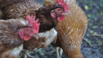 Lo detectaron en en la localidad de Cervantes, provincia de Río Negro. Foto: Senasa | LM Neuquen Lo detectaron en en la localidad de Cervantes, provincia de Río Negro. Foto: Senasa