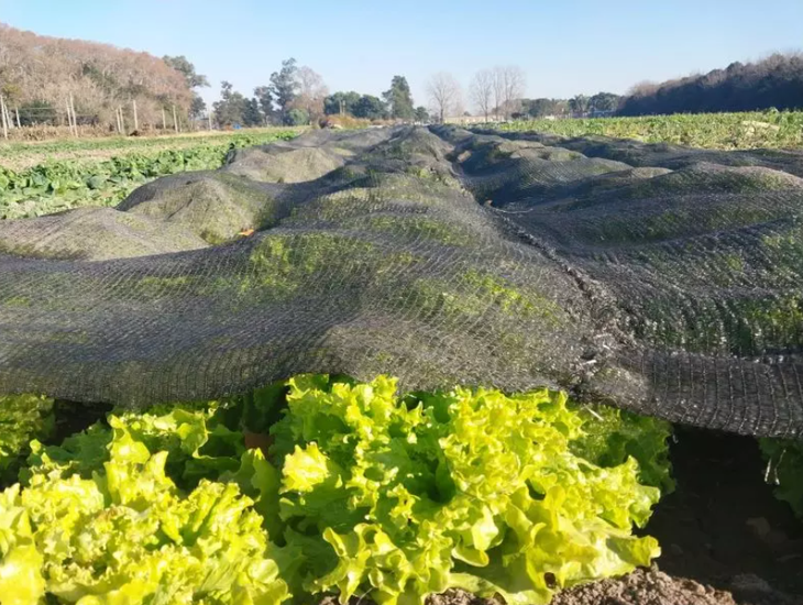 Algunos productores utilizan media sombra para proteger los cultivos. Foto: INTA Algunos productores utilizan media sombra para proteger los cultivos. Foto: INTA