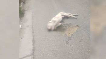 El perro atropellado murió en el acto en barrio Confluencia El perro atropellado murió en el acto en barrio Confluencia