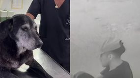 El veterinario que atendió a la perra en Rosario confirmó el abuso. | LM Neuquen El veterinario que atendió a la perra en Rosario confirmó el abuso.