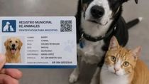 El DNI obligatorio permite identificar a cada perro o gato y vincularlo con la persona responsable de su cuidado. El DNI obligatorio permite identificar a cada perro o gato y vincularlo con la persona responsable de su cuidado.