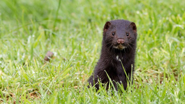 Aluminé: el visón pone en jaque a la pesca y al turismo