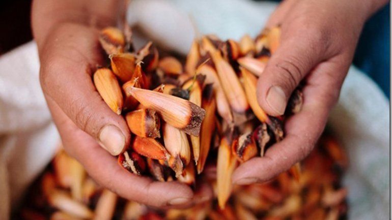 Mantienen límites en la recolección de piñones en la región