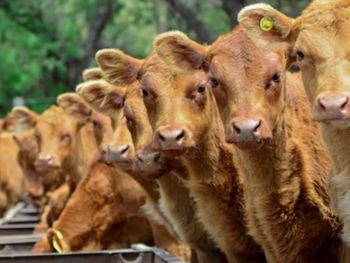 Con valores en dólares en máximos de las últimas dos décadas, el negocio ganadero recuperó rentabilidad y cambió las expectativas del sector. Con valores en dólares en máximos de las últimas dos décadas, el negocio ganadero recuperó rentabilidad y cambió las expectativas del sector.