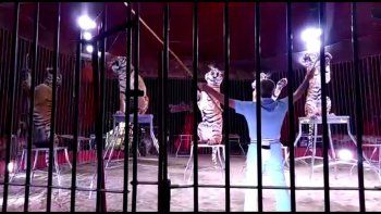 famoso domador fue asesinado por sus cuatro tigres famoso domador fue asesinado por sus cuatro tigres